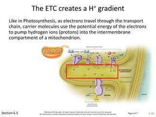©McGraw-Hill Education. All rights reserved. Authorized only for instructor use in the classroom.
No reproduction or further distribution permitted without the prior written consent of McGraw-Hill Education. 6-40
The ETC creates a H+ gradient
Section 6.5
Like in Photosynthesis, as electrons travel through the transport
chain, carrier molecules use the potential energy of the electrons
to pump hydrogen ions (protons) into the intermembrane
compartment of a mitochondrion.
Figure 6.7
 