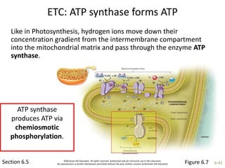 ©McGraw-Hill Education. All rights reserved. Authorized only for instructor use in the classroom.
No reproduction or further distribution permitted without the prior written consent of McGraw-Hill Education. 6-41
ETC: ATP synthase forms ATP
Section 6.5
Like in Photosynthesis, hydrogen ions move down their
concentration gradient from the intermembrane compartment
into the mitochondrial matrix and pass through the enzyme ATP
synthase.
ATP synthase
produces ATP via
chemiosmotic
phosphorylation.
Figure 6.7
 