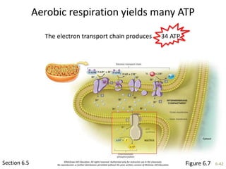 ©McGraw-Hill Education. All rights reserved. Authorized only for instructor use in the classroom.
No reproduction or further distribution permitted without the prior written consent of McGraw-Hill Education. 6-42
Aerobic respiration yields many ATP
Section 6.5
The electron transport chain produces 34 ATP.
Figure 6.7
 