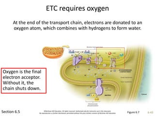 ©McGraw-Hill Education. All rights reserved. Authorized only for instructor use in the classroom.
No reproduction or further distribution permitted without the prior written consent of McGraw-Hill Education. 6-43
ETC requires oxygen
Section 6.5
At the end of the transport chain, electrons are donated to an
oxygen atom, which combines with hydrogens to form water.
Oxygen is the final
electron acceptor.
Without it, the
chain shuts down.
Figure 6.7
 