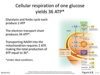 ©McGraw-Hill Education. All rights reserved. Authorized only for instructor use in the classroom.
No reproduction or further distribution permitted without the prior written consent of McGraw-Hill Education. 6-44
Cellular respiration of one glucose
yields 36 ATP*
Section 6.6
Glycolysis and Krebs cycle each
produce 2 ATP
The electron transport chain
produces 34 ATP*.
Transporting NADH into the
mitochondrion requires 2 ATP,
making the total production of
ATP equal to 36*.
*Under ideal conditions.
Figure 6.8
 