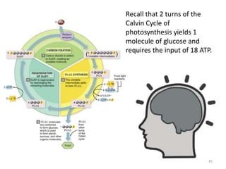 Recall that 2 turns of the
Calvin Cycle of
photosynthesis yields 1
molecule of glucose and
requires the input of 18 ATP.
45
 