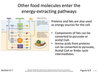 ©McGraw-Hill Education. All rights reserved. Authorized only for instructor use in the classroom.
No reproduction or further distribution permitted without the prior written consent of McGraw-Hill Education. 6-47
Other food molecules enter the
energy-extracting pathways
Section 6.7
Proteins and fats are also used
as energy sources for the cell.
• Components of fats can be
converted to pyruvate or
acetyl CoA.
• Amino acids from proteins
can be converted to pyruvate,
Acetyl CoA or Krebs cycle
intermediates.
Figure 6.9
Breakdown of large macro-
molecules to simple molecules
Breakdown of simple
molecules to pyruvate and/or
acetyl CoA, accompanied by
production of limited ATP and
NADH
Complete oxidation of acetyl
CoA to H2O and CO2
produces ATP and much
NADH and FADH2, which in
turn yield ATP via electron
transport and chemiosmosis.
 