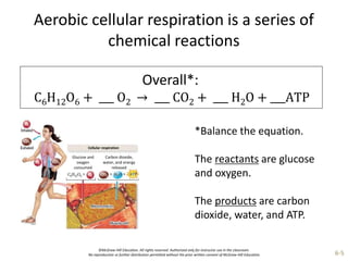 ©McGraw-Hill Education. All rights reserved. Authorized only for instructor use in the classroom.
No reproduction or further distribution permitted without the prior written consent of McGraw-Hill Education. 6-5
Aerobic cellular respiration is a series of
chemical reactions
Overall*:
C6H12O6 + ___ O2 → ___ CO2 + ___ H2O + ___ATP
*Balance the equation.
The reactants are glucose
and oxygen.
The products are carbon
dioxide, water, and ATP.
Cellular respiration
Glucose and
oxygen
consumed
Carbon dioxide,
water, and energy
released
 