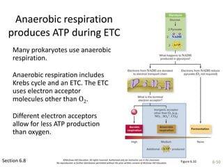 ©McGraw-Hill Education. All rights reserved. Authorized only for instructor use in the classroom.
No reproduction or further distribution permitted without the prior written consent of McGraw-Hill Education. 6-50
Anaerobic respiration
produces ATP during ETC
Section 6.8
Many prokaryotes use anaerobic
respiration.
Anaerobic respiration includes
Krebs cycle and an ETC. The ETC
uses electron acceptor
molecules other than O2.
Different electron acceptors
allow for less ATP production
than oxygen.
Figure 6.10
 