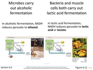©McGraw-Hill Education. All rights reserved. Authorized only for instructor use in the classroom.
No reproduction or further distribution permitted without the prior written consent of McGraw-Hill Education. 6-52
Microbes carry
out alcoholic
fermentation
Section 6.8
In alcoholic fermentation, NADH
reduces pyruvate to ethanol.
Figure 6.11
a. Alcoholic fermentation b. Lactic acid fermentation
(a):©Adam Woolfitt/Corbis; (b):©Scimat/ScienceSource
Bacteria and muscle
cells both carry out
lactic acid fermentation
In lactic acid fermentation,
NADH reduces pyruvate to lactic
acid or lactate.
 
