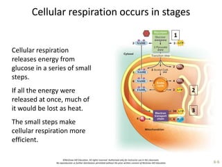 ©McGraw-Hill Education. All rights reserved. Authorized only for instructor use in the classroom.
No reproduction or further distribution permitted without the prior written consent of McGraw-Hill Education. 6-6
Cellular respiration occurs in stages
Cellular respiration
releases energy from
glucose in a series of small
steps.
If all the energy were
released at once, much of
it would be lost as heat.
The small steps make
cellular respiration more
efficient.
 