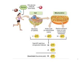 One glucose
molecule
(from food)
Cell Mitochondrion
Glucose
Glycolysis
(in cytosol)
Krebs cycle
(in mitochondrial
matrix)
Electron transport
chain (in inner
mitochondrial
membrane)
Total ATP yield from
one glucose molecule:
Grand total (theoretical yield): 36
-2
38
2 2 34
CO2
O2
6
+ 6
ATP ATP ATP
ATP
ATP
ATP
7
 
