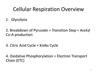 Cellular Respiration Overview
1. Glycolysis
2. Breakdown of Pyruvate = Transition Step = Acetyl
Co-A production
3. Citric Acid Cycle = Krebs Cycle
4. Oxidative Phosphorylation = Electron Transport
Chain (ETC)
8
 