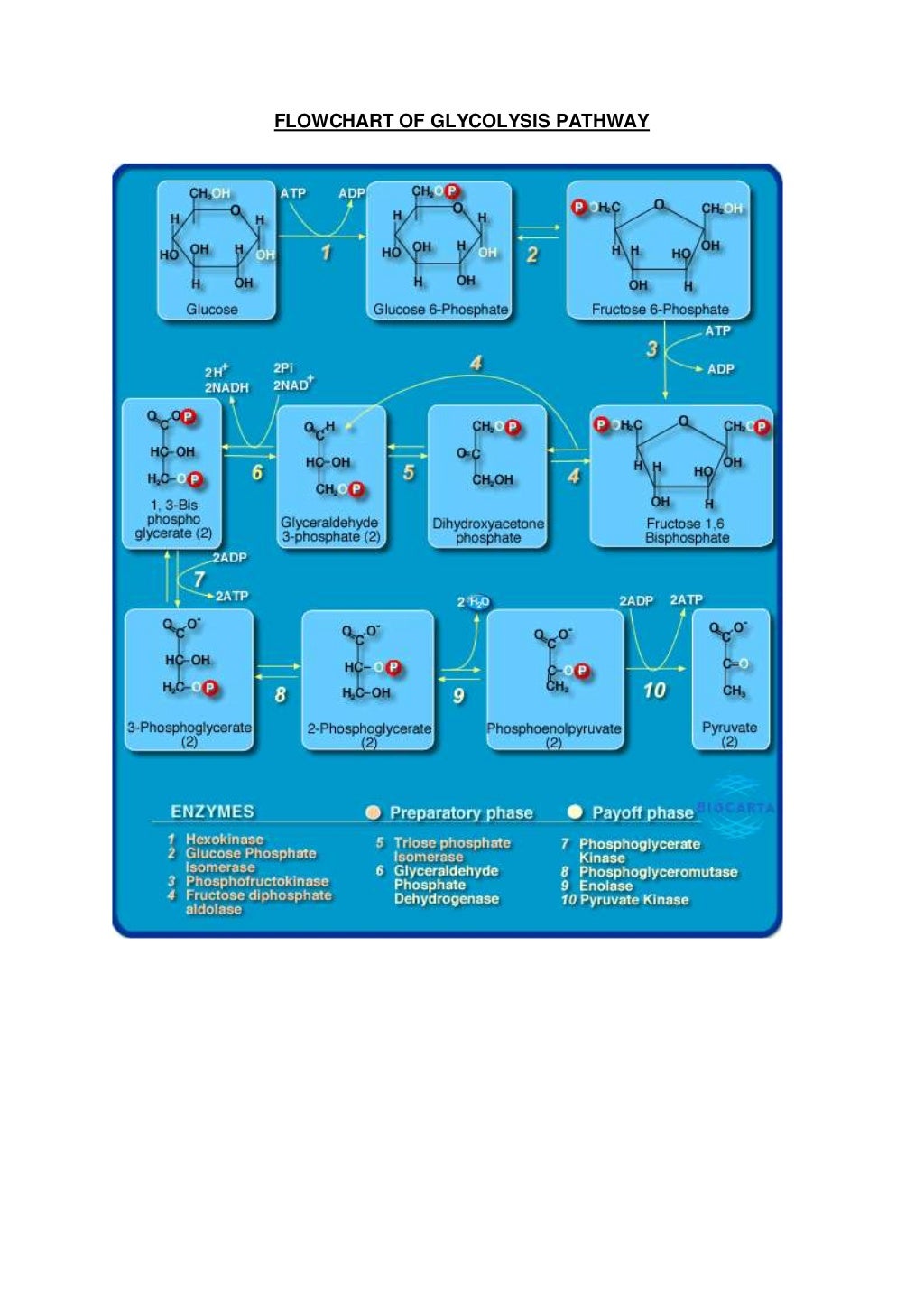 Summary Of Cellular Respiration