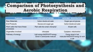 Cellular Respiration | PPT