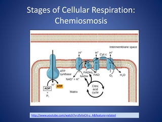 Cellular respiration updated