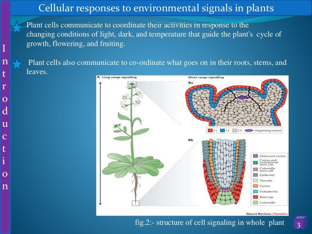Cellular responses to environmental signals in plants