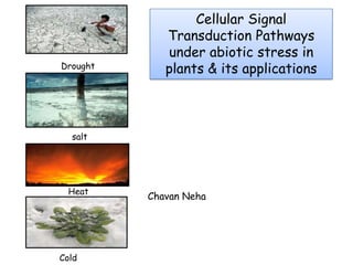 Drought
salt
Heat
Cold
Cellular Signal
Transduction Pathways
under abiotic stress in
plants & its applications
Chavan Neha
 