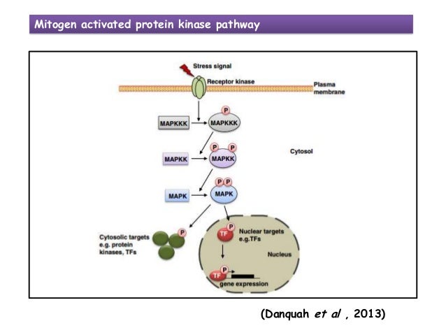 signal transduction pathway