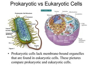 • Prokaryotic cells lack membrane-bound organelles 
that are found in eukaryotic cells. These pictures 
compare prokaryotic and eukaryotic cells. 
 