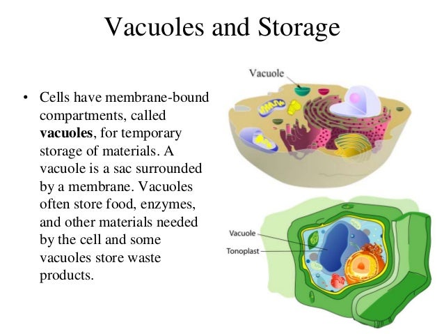Animal Cell Of Vacuole The Animal Cell Yes Animal Cells Do Have
