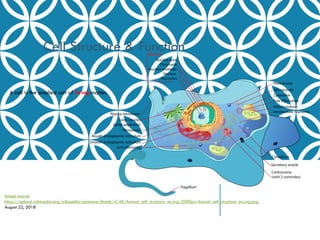 cellular structure of cell for students pptx | PPTX