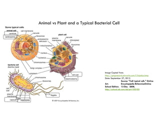 cellular structure of cell for students pptx | PPTX