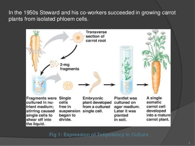 Cellular Totipotency In Plants