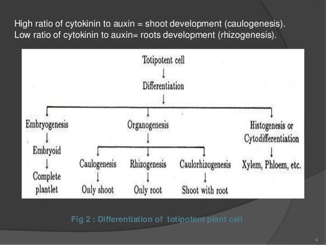 Cellular Totipotency In Plants