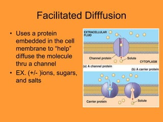 Facilitated Difffusion
• Uses a protein
  embedded in the cell
  membrane to “help”
  diffuse the molecule
  thru a channel
• EX. (+/- )ions, sugars,
  and salts
 