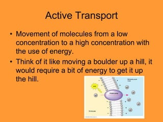 Active Transport
• Movement of molecules from a low
  concentration to a high concentration with
  the use of energy.
• Think of it like moving a boulder up a hill, it
  would require a bit of energy to get it up
  the hill.
 