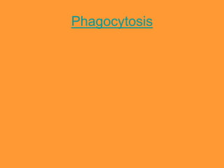 Phagocytosis
 