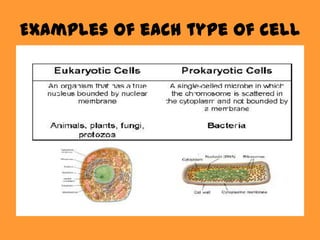 Examples of each type of cell
 