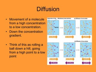 Diffusion
• Movement of a molecule
  from a high concentration
  to a low concentration.
• Down the concentration
  gradient.

• Think of this as rolling a
  ball down a hill, going
  from a high point to a low
  point
 