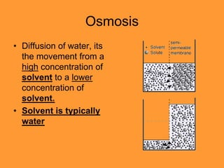 Osmosis
• Diffusion of water, its
  the movement from a
  high concentration of
  solvent to a lower
  concentration of
  solvent.
• Solvent is typically
  water
 