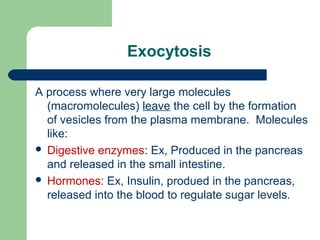 Exocytosis
A process where very large molecules
(macromolecules) leave the cell by the formation
of vesicles from the plasma membrane. Molecules
like:
 Digestive enzymes: Ex, Produced in the pancreas
and released in the small intestine.
 Hormones: Ex, Insulin, produed in the pancreas,
released into the blood to regulate sugar levels.
 