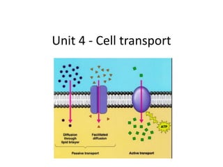 Unit 4 - Cell transport
 