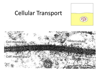 Cellular Transport  