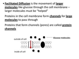 •Facilitated Diffusion is the movement of larger
molecules like glucose through the cell membrane –
larger molecules must be “helped”
Proteins in the cell membrane form channels for large
molecules to pass through
Proteins that form channels (pores) are called protein
channels
outside of cell
inside of cell
Glucose molecules
 