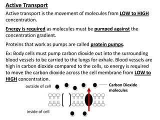 Active Transport
Active transport is the movement of molecules from LOW to HIGH
concentration.
Energy is required as molecules must be pumped against the
concentration gradient.
Proteins that work as pumps are called protein pumps.
Ex: Body cells must pump carbon dioxide out into the surrounding
blood vessels to be carried to the lungs for exhale. Blood vessels are
high in carbon dioxide compared to the cells, so energy is required
to move the carbon dioxide across the cell membrane from LOW to
HIGH concentration.
outside of cell
inside of cell
Carbon Dioxide
molecules
 