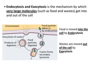 Food is moved into the
cell by Endocytosis
Wastes are moved out
of the cell by
Exocytosis
• Endocytosis and Exocytosis is the mechanism by which
very large molecules (such as food and wastes) get into
and out of the cell
 