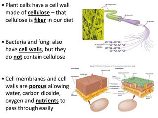 • Plant cells have a cell wall
made of cellulose – that
cellulose is fiber in our diet
• Bacteria and fungi also
have cell walls, but they
do not contain cellulose
• Cell membranes and cell
walls are porous allowing
water, carbon dioxide,
oxygen and nutrients to
pass through easily
 
