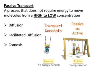 Passive Transport
A process that does not require energy to move
molecules from a HIGH to LOW concentration
 Diffusion
 Facilitated Diffusion
 Osmosis
 