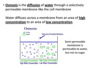 • Osmosis is the diffusion of water through a selectively
permeable membrane like the cell membrane
Water diffuses across a membrane from an area of high
concentration to an area of low concentration.
Semi-permeable
membrane is
permeable to water,
but not to sugar
 