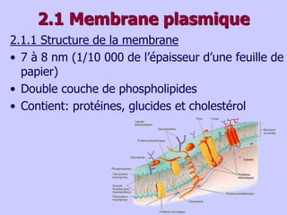 2.1 Membrane plasmique
2.1.1 Structure de la membrane
• 7 à 8 nm (1/10 000 de l’épaisseur d’une feuille de
papier)
• Double couche de phospholipides
• Contient: protéines, glucides et cholestérol
 