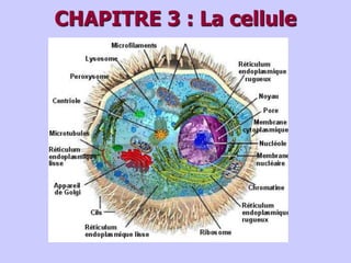 CHAPITRE 3 : La cellule
 