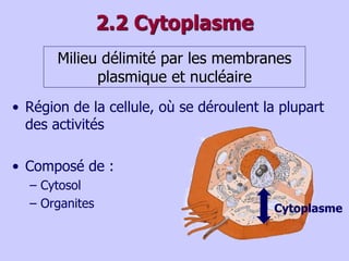 2.2 Cytoplasme
Milieu délimité par les membranes
plasmique et nucléaire
• Région de la cellule, où se déroulent la plupart
des activités
• Composé de :
– Cytosol
– Organites Cytoplasme
 