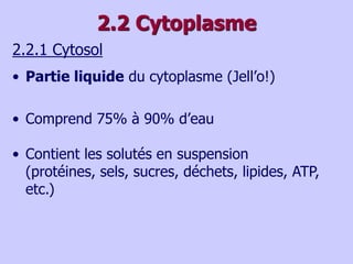 2.2 Cytoplasme
• Partie liquide du cytoplasme (Jell’o!)
• Comprend 75% à 90% d’eau
• Contient les solutés en suspension
(protéines, sels, sucres, déchets, lipides, ATP,
etc.)
2.2.1 Cytosol
 