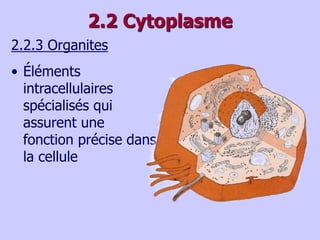 2.2 Cytoplasme
• Éléments
intracellulaires
spécialisés qui
assurent une
fonction précise dans
la cellule
2.2.3 Organites
 