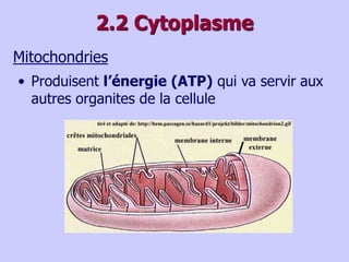 2.2 Cytoplasme
Mitochondries
• Produisent l’énergie (ATP) qui va servir aux
autres organites de la cellule
 