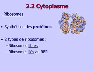 2.2 Cytoplasme
Ribosomes
• Synthétisent les protéines
• 2 types de ribosomes :
– Ribosomes libres
– Ribosomes liés au RER
 