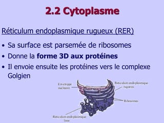 2.2 Cytoplasme
Réticulum endoplasmique rugueux (RER)
• Sa surface est parsemée de ribosomes
• Donne la forme 3D aux protéines
• Il envoie ensuite les protéines vers le complexe
Golgien
 