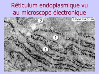 Réticulum endoplasmique vu
au microscope électronique
 
