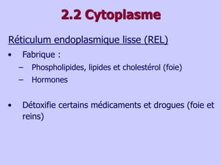 2.2 Cytoplasme
Réticulum endoplasmique lisse (REL)
• Fabrique :
– Phospholipides, lipides et cholestérol (foie)
– Hormones
• Détoxifie certains médicaments et drogues (foie et
reins)
 